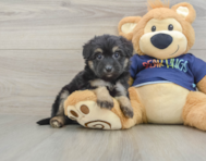 8 week old Mini Aussiedoodle Puppy For Sale - Fairfield Furbabies