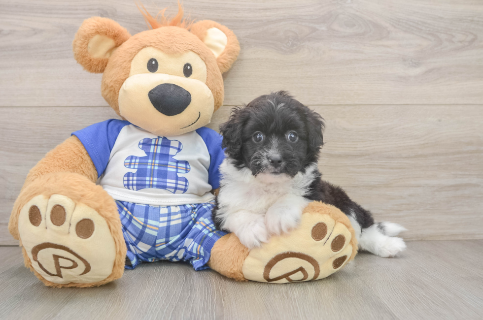 5 week old Mini Aussiedoodle Puppy For Sale - Fairfield Furbabies