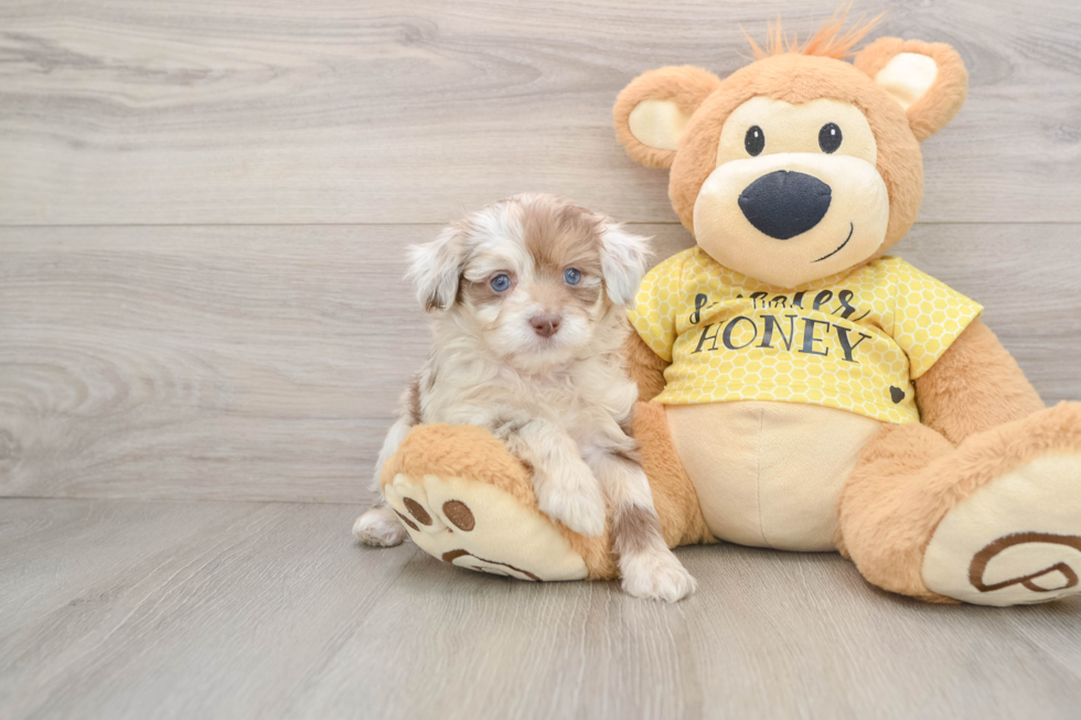 Happy Mini Aussiedoodle Baby