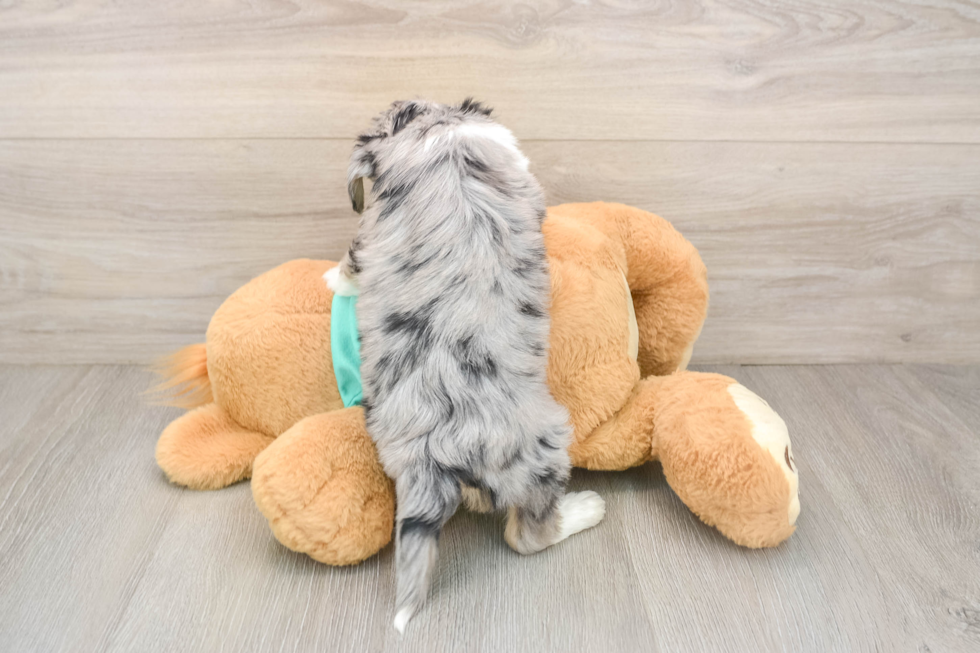Smart Mini Aussiedoodle Poodle Mix Pup