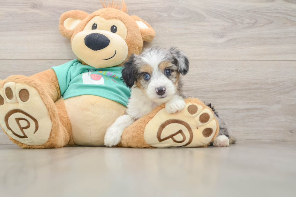 Happy Mini Aussiedoodle Baby
