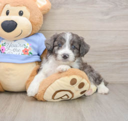 8 week old Mini Aussiedoodle Puppy For Sale - Fairfield Furbabies