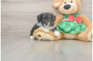 Little Mini Aussiepoo Poodle Mix Puppy