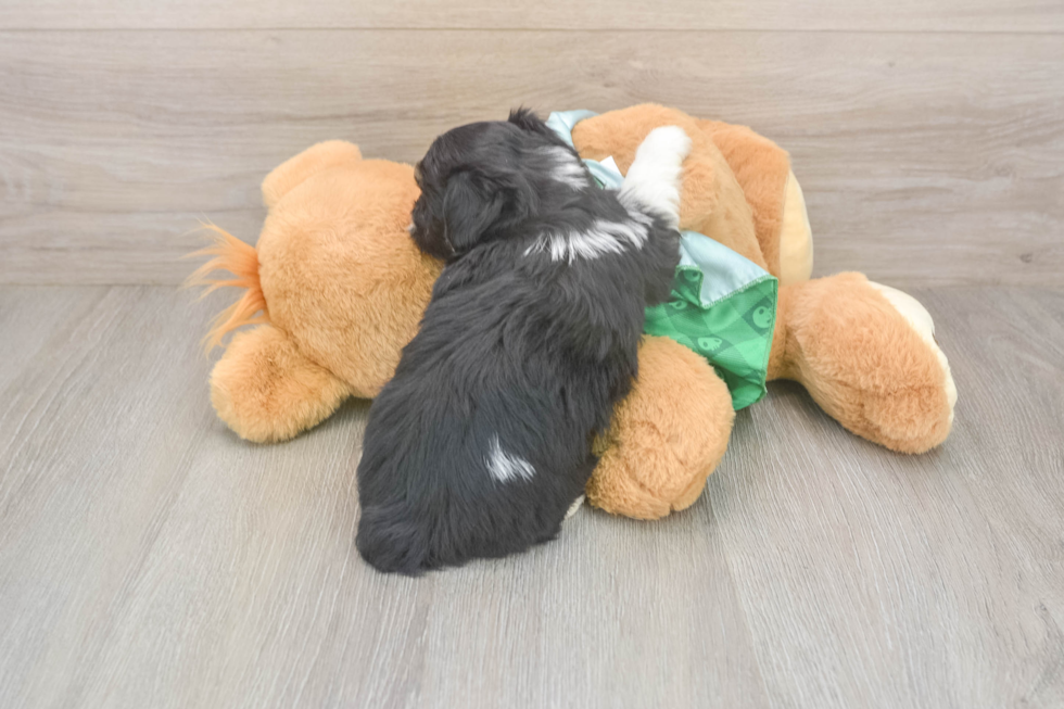 Friendly Mini Aussiedoodle Baby