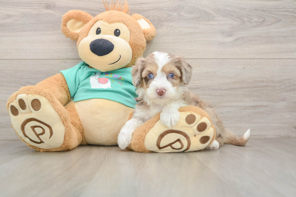 Little Mini Aussiepoo Poodle Mix Puppy