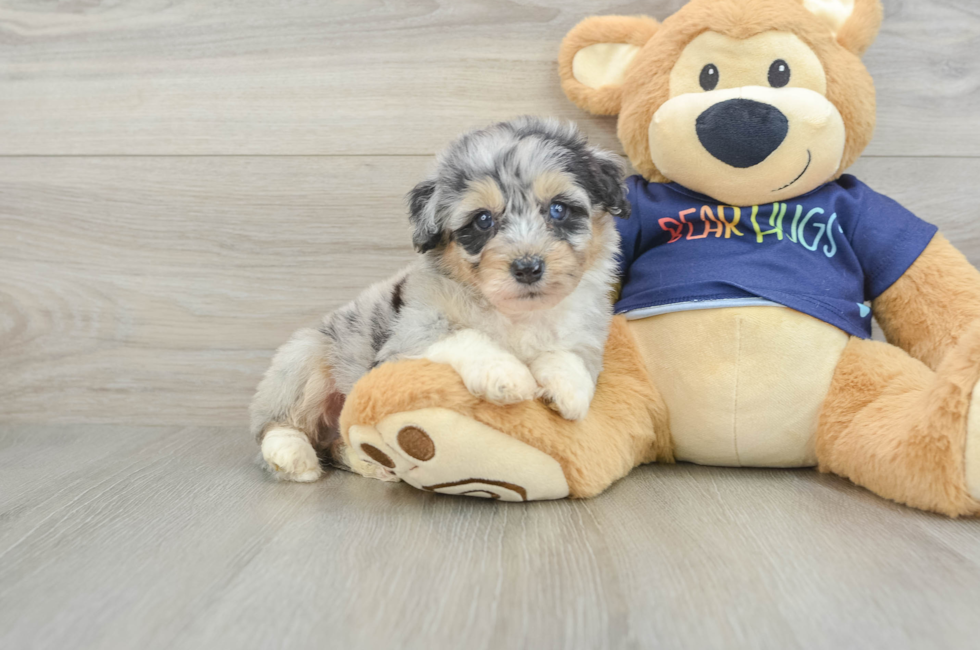 6 week old Mini Aussiedoodle Puppy For Sale - Fairfield Furbabies