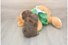 Small Mini Aussiedoodle Baby