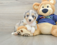 8 week old Mini Aussiedoodle Puppy For Sale - Fairfield Furbabies