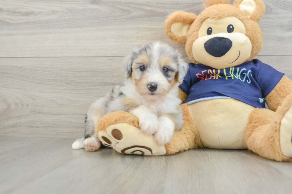 6 week old Mini Aussiedoodle Puppy For Sale - Fairfield Furbabies