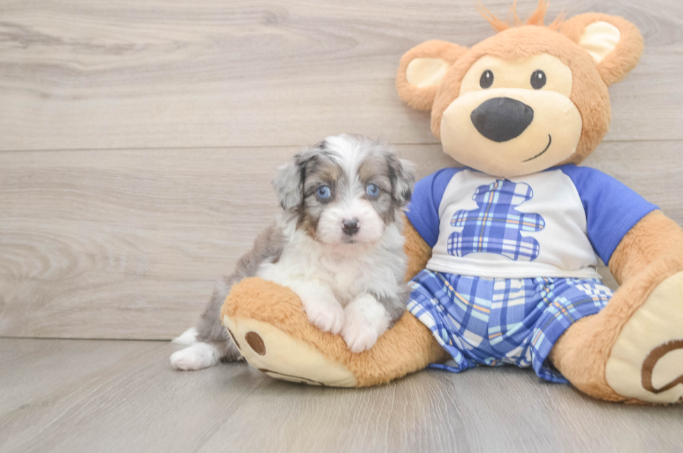5 week old Mini Aussiedoodle Puppy For Sale - Fairfield Furbabies
