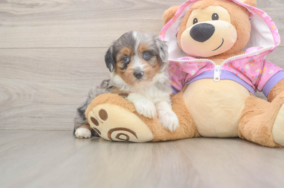 6 week old Mini Aussiedoodle Puppy For Sale - Fairfield Furbabies