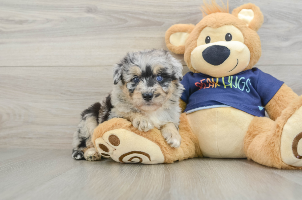 6 week old Mini Aussiedoodle Puppy For Sale - Fairfield Furbabies