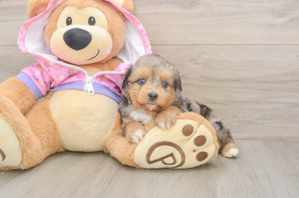 6 week old Mini Aussiedoodle Puppy For Sale - Fairfield Furbabies