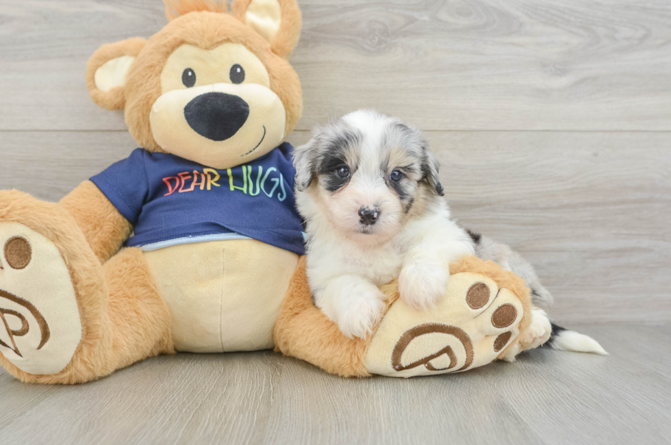 6 week old Mini Aussiedoodle Puppy For Sale - Fairfield Furbabies