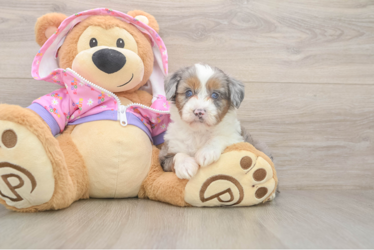 Mini Aussiedoodle Puppy for Adoption