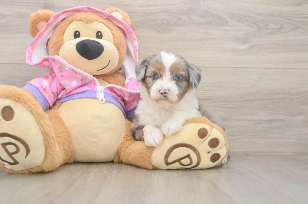5 week old Mini Aussiedoodle Puppy For Sale - Fairfield Furbabies