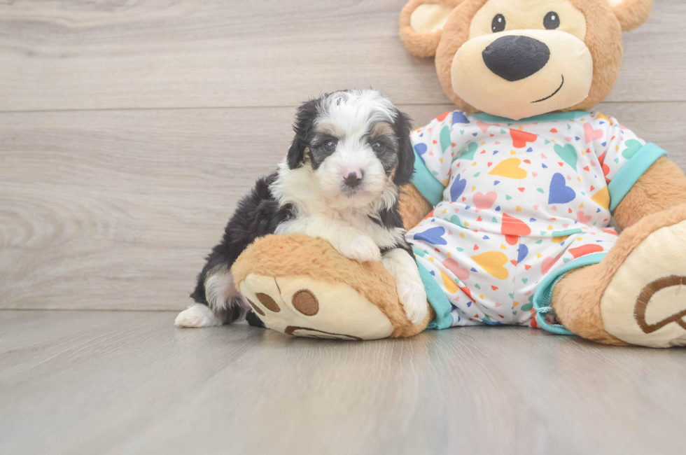 5 week old Mini Aussiedoodle Puppy For Sale - Fairfield Furbabies