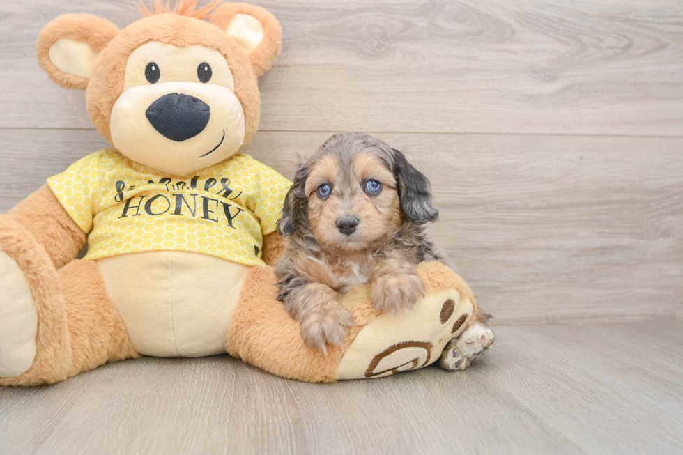 Best Mini Aussiedoodle Baby