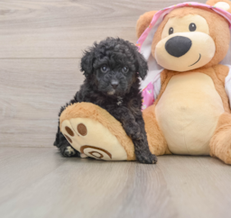 7 week old Mini Aussiedoodle Puppy For Sale - Fairfield Furbabies
