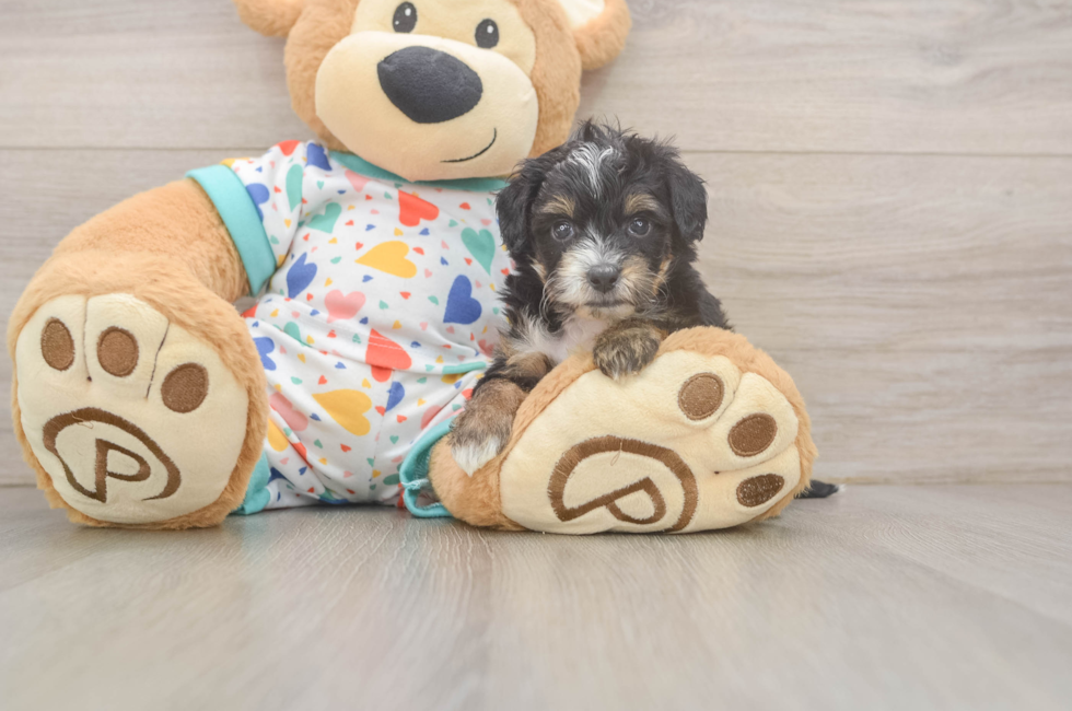 5 week old Mini Aussiedoodle Puppy For Sale - Fairfield Furbabies