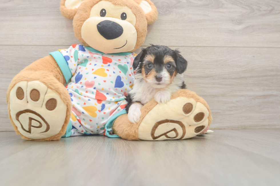 5 week old Mini Aussiedoodle Puppy For Sale - Fairfield Furbabies