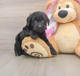 7 week old Mini Aussiedoodle Puppy For Sale - Fairfield Furbabies