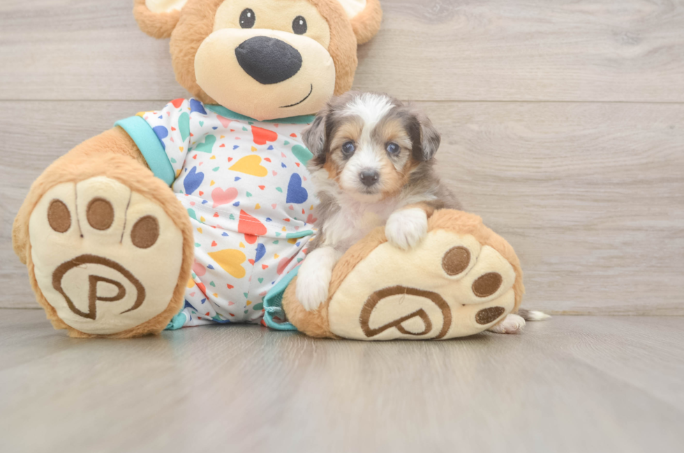 5 week old Mini Aussiedoodle Puppy For Sale - Fairfield Furbabies