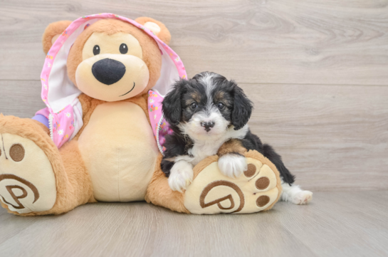 Mini Aussiedoodle Puppy for Adoption