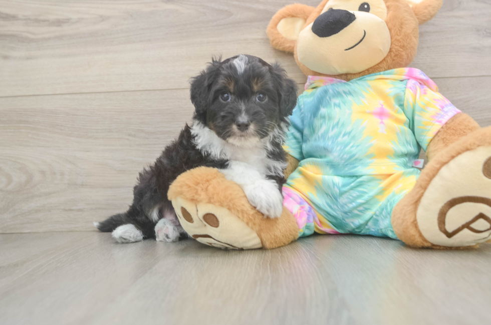 7 week old Mini Aussiedoodle Puppy For Sale - Fairfield Furbabies