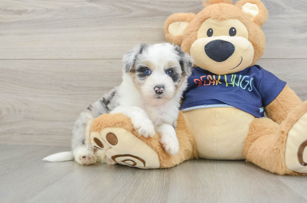 6 week old Mini Aussiedoodle Puppy For Sale - Fairfield Furbabies
