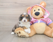 6 week old Mini Aussiedoodle Puppy For Sale - Fairfield Furbabies