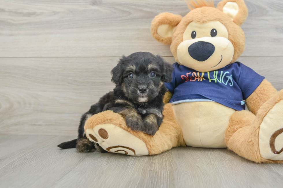 6 week old Mini Aussiedoodle Puppy For Sale - Fairfield Furbabies