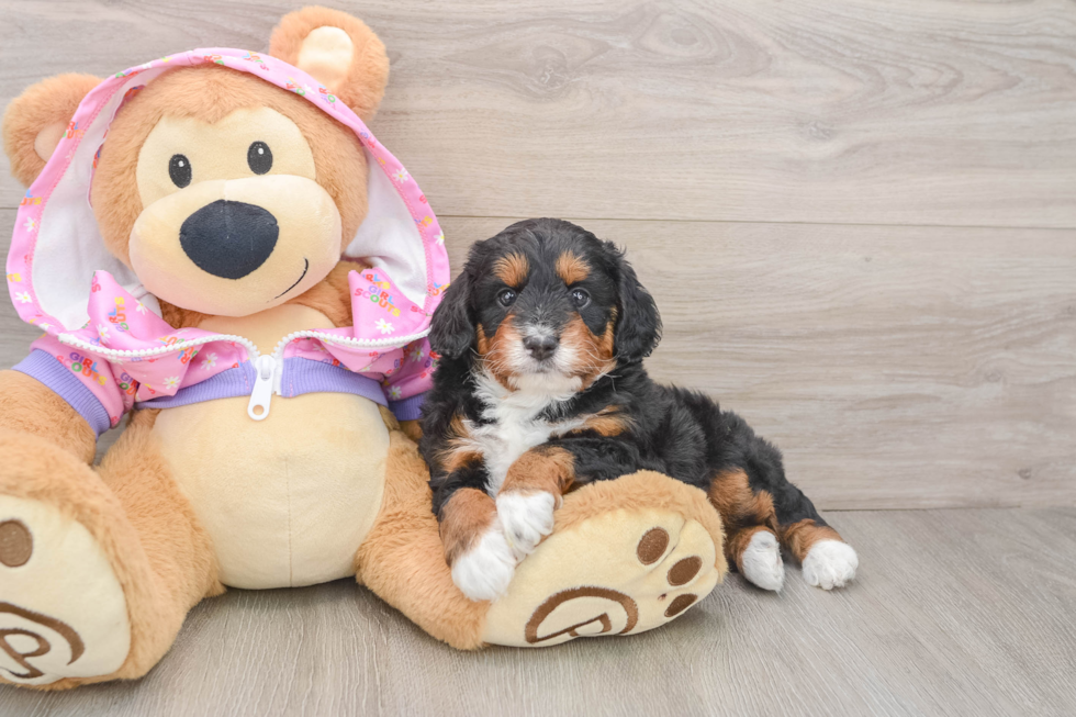 Petite Mini Aussiedoodle Poodle Mix Pup