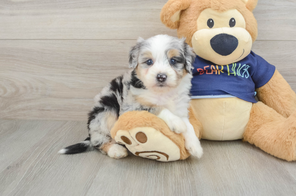 6 week old Mini Aussiedoodle Puppy For Sale - Fairfield Furbabies