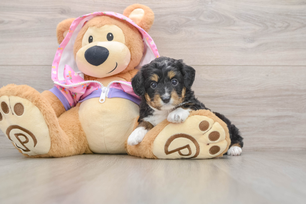 Smart Mini Aussiedoodle Poodle Mix Pup