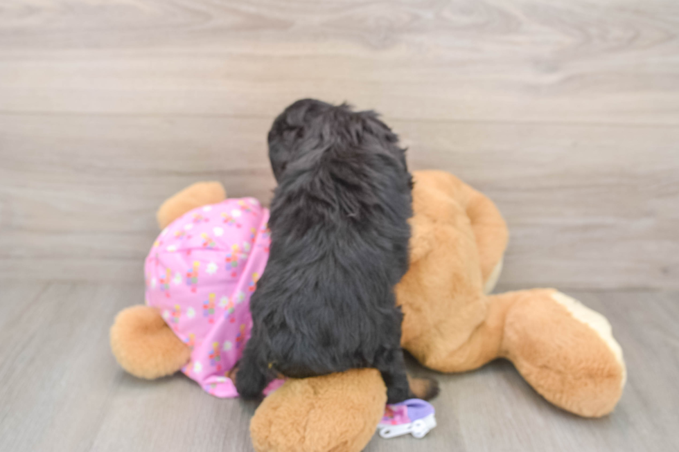 Best Mini Aussiedoodle Baby