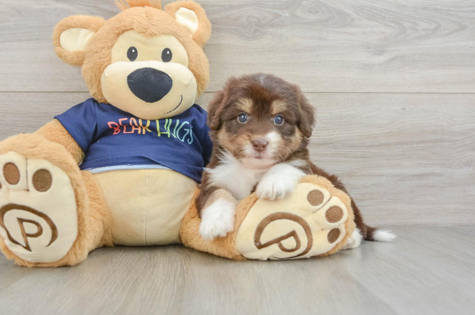 6 week old Mini Aussiedoodle Puppy For Sale - Fairfield Furbabies