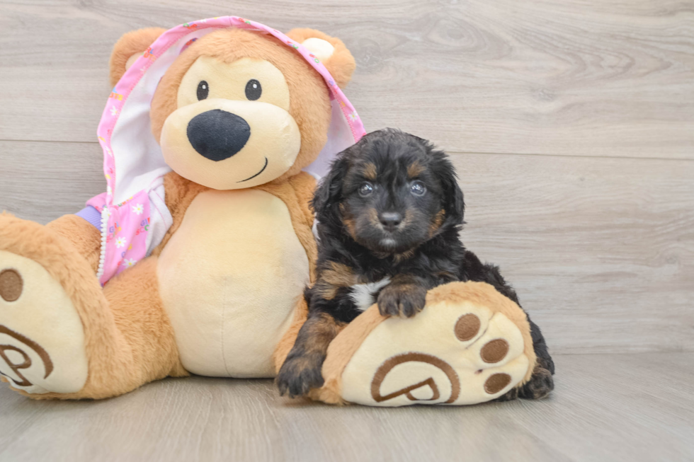 Mini Aussiedoodle Puppy for Adoption