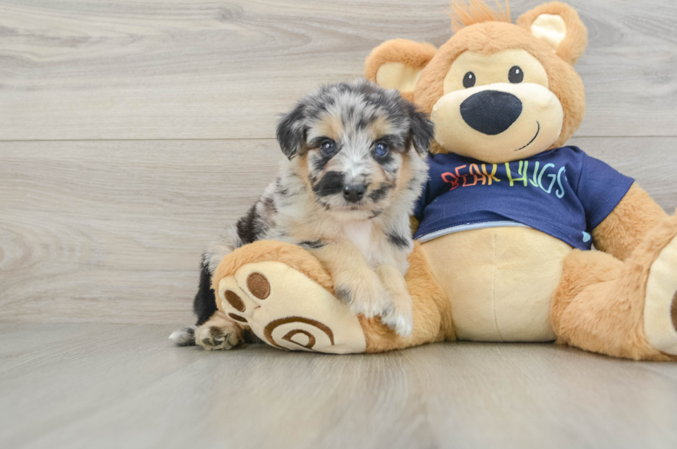6 week old Mini Aussiedoodle Puppy For Sale - Fairfield Furbabies