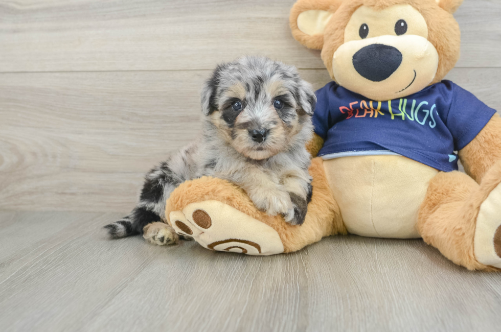 6 week old Mini Aussiedoodle Puppy For Sale - Fairfield Furbabies