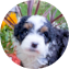 Mini Bernedoodle Puppy For Sale Fairfield Furbabies Mini Bernedoodle Puppy For Sale - Fairfield Furbabies