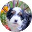 Mini Bernedoodle Puppies For Sale - Fairfield Furbabies Mini Bernedoodle Puppies For Sale - Fairfield Furbabies