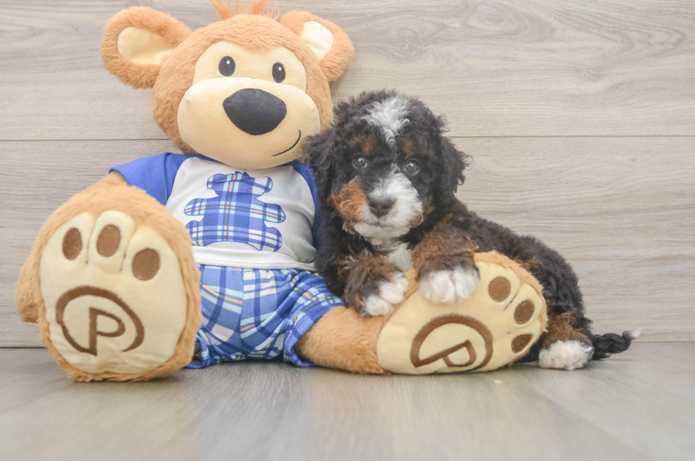 7 week old Mini Bernedoodle Puppy For Sale - Fairfield Furbabies