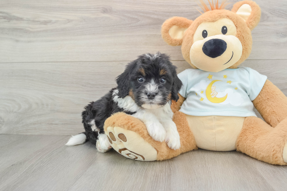 Playful Mini Bernadoodle Poodle Mix Puppy