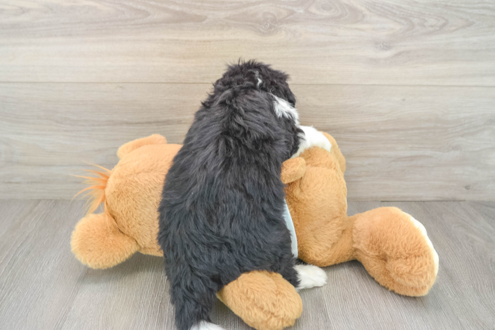 Mini Bernedoodle Pup Being Cute