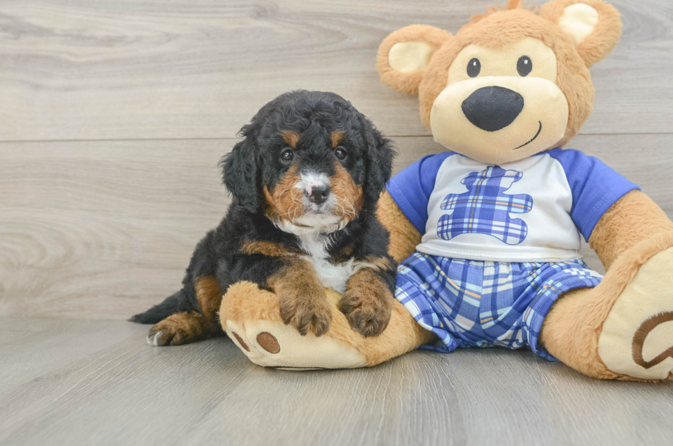 6 week old Mini Bernedoodle Puppy For Sale - Fairfield Furbabies