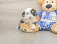 5 week old Mini Bernedoodle Puppy For Sale - Fairfield Furbabies