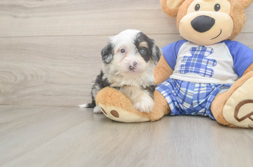 5 week old Mini Bernedoodle Puppy For Sale - Fairfield Furbabies
