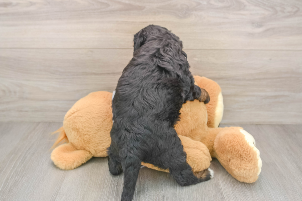 Mini Bernedoodle Puppy for Adoption
