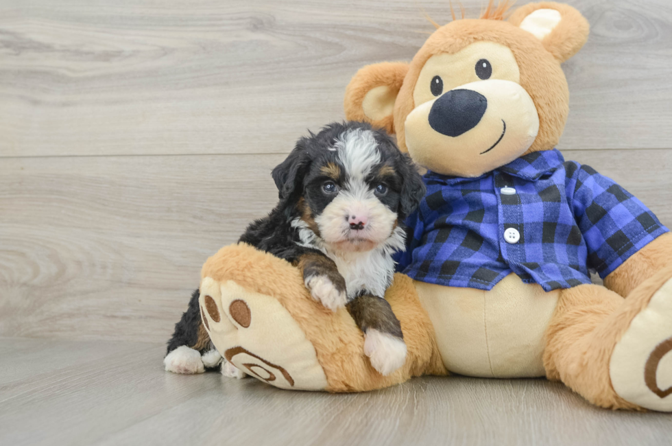 7 week old Mini Bernedoodle Puppy For Sale - Fairfield Furbabies